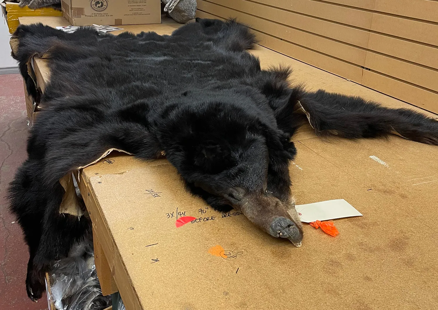 Black Bear 6.8FT For Taxidermy