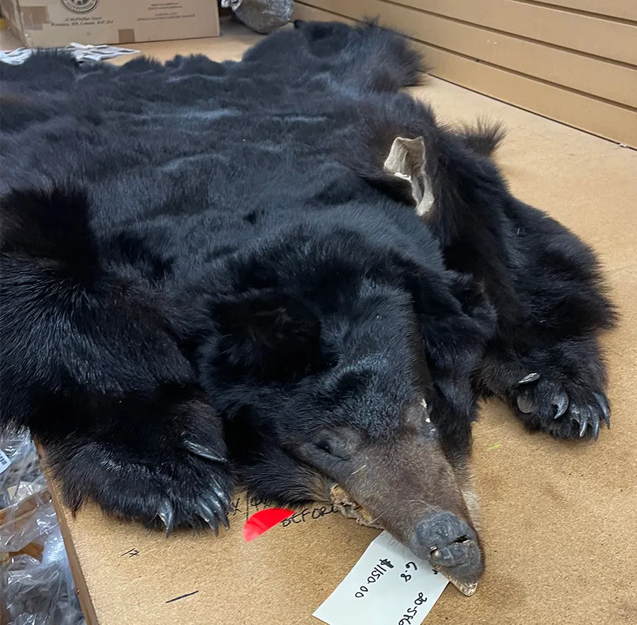 Black Bear 6.8FT For Taxidermy