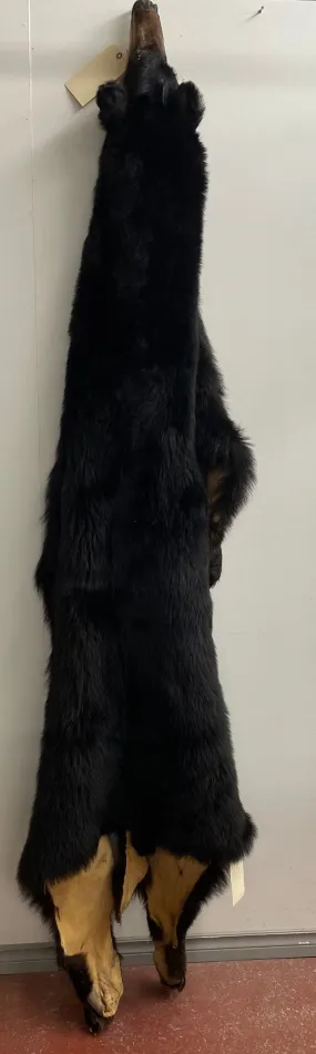 Black Bear 6.8FT For Taxidermy
