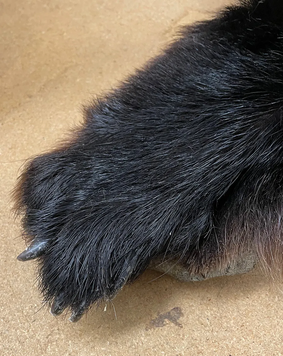 Black Bear 6.8FT For Taxidermy
