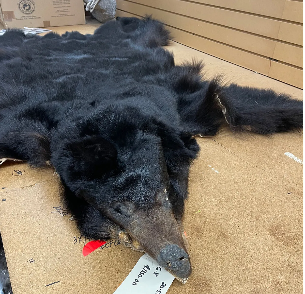 Black Bear 6.8FT For Taxidermy