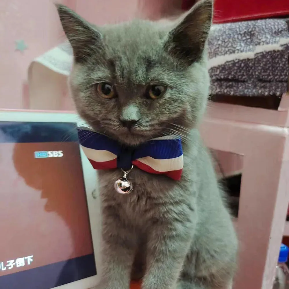 USA Themed Breakaway Bowtie Collars